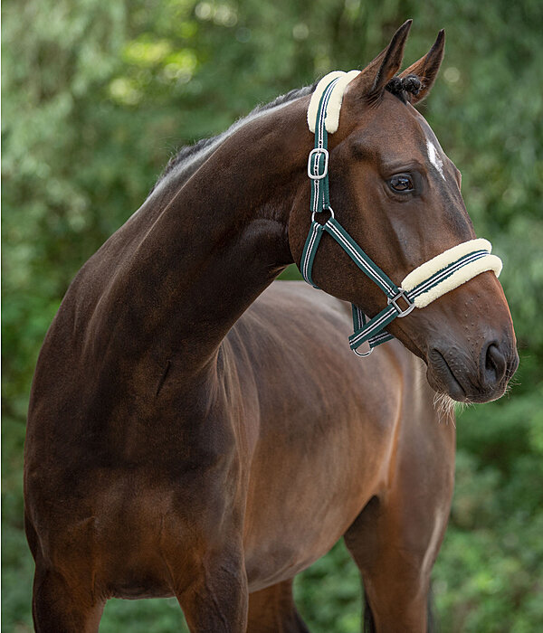 Headcollar Shimmering Stripes