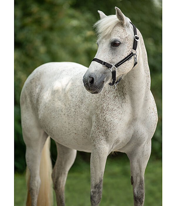 Foal and Shetland Pony Headcollar Crystal Chain