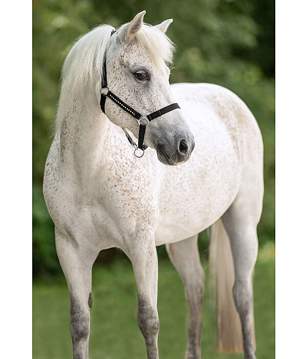 Foal and Shetland Pony Headcollar Crystal Chain