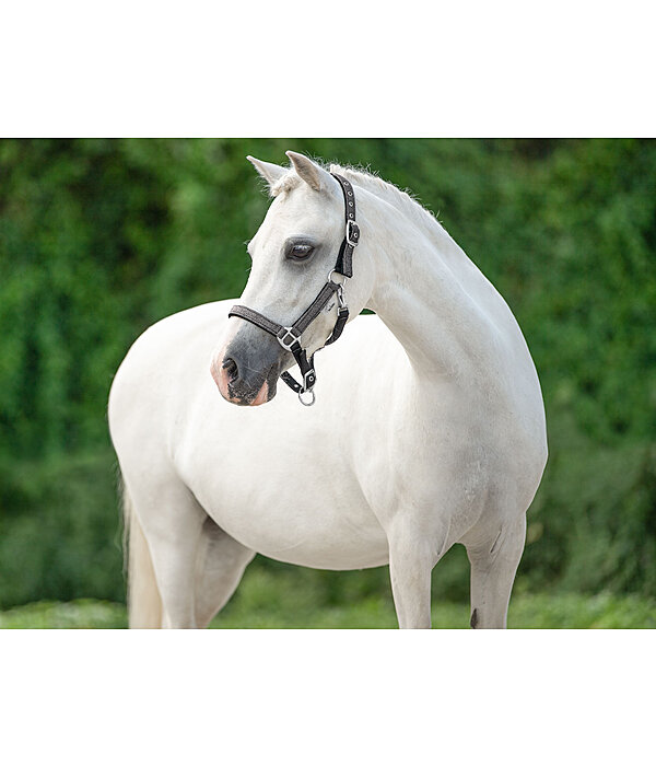 SHOWMASTER Foal and Shetland Pony Headcollar Twinkle