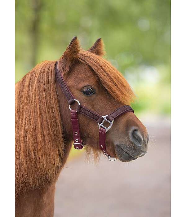 Foal and Shetland Pony Headcollar Twinkle
