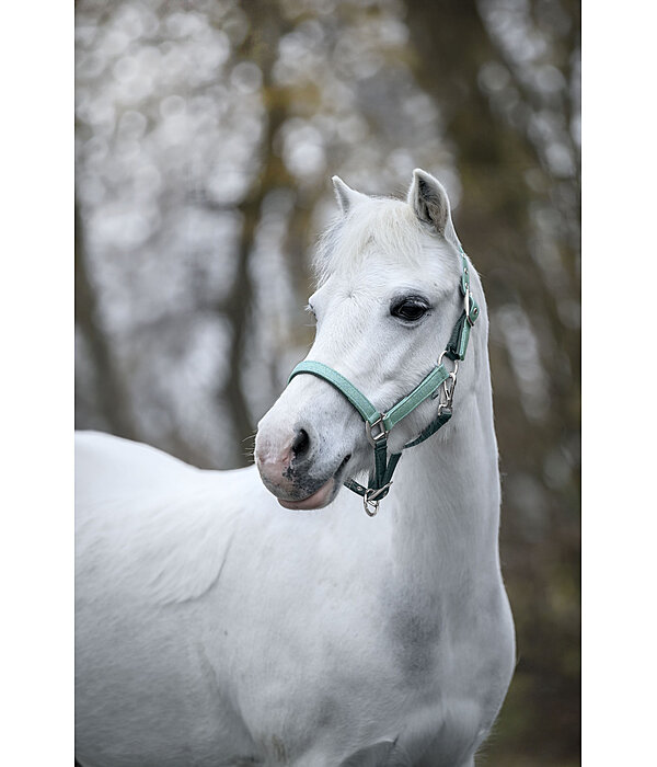 Foal and Shetland Pony Headcollar Twinkle