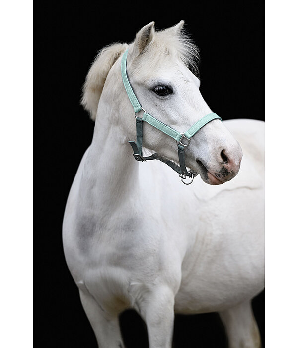 Foal and Shetland Pony Headcollar Twinkle