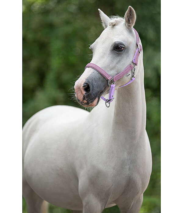 SHOWMASTER Foal and Shetland Pony Headcollar Twinkle