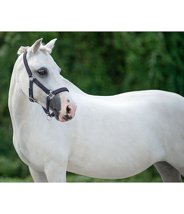 SHOWMASTER Foal and Shetland Pony Headcollar Twinkle