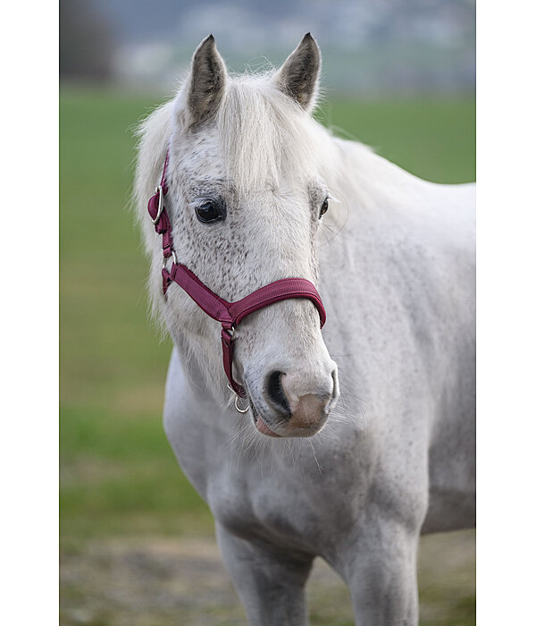 Headcollar Anatomical Relaxation