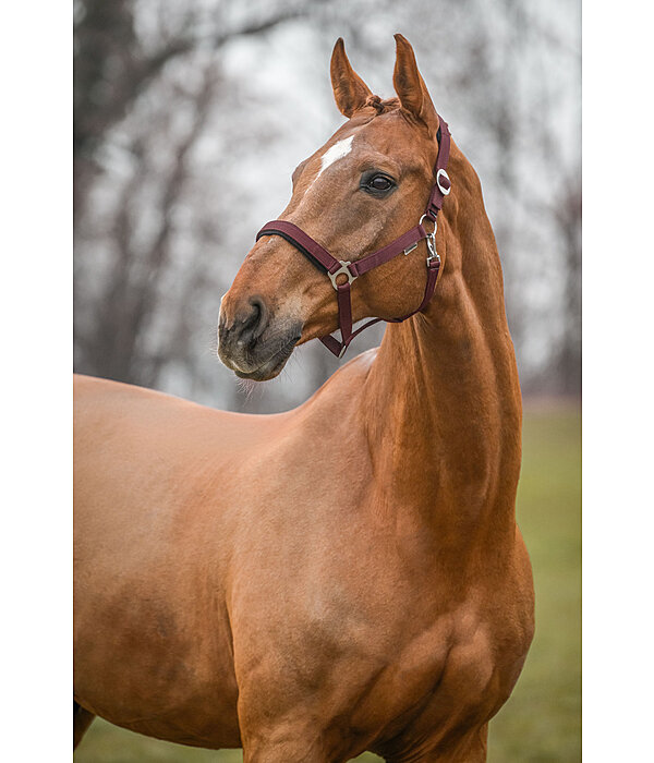 Headcollar Changeable