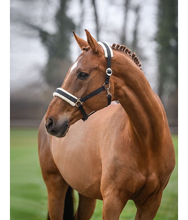 Headcollar Changeable