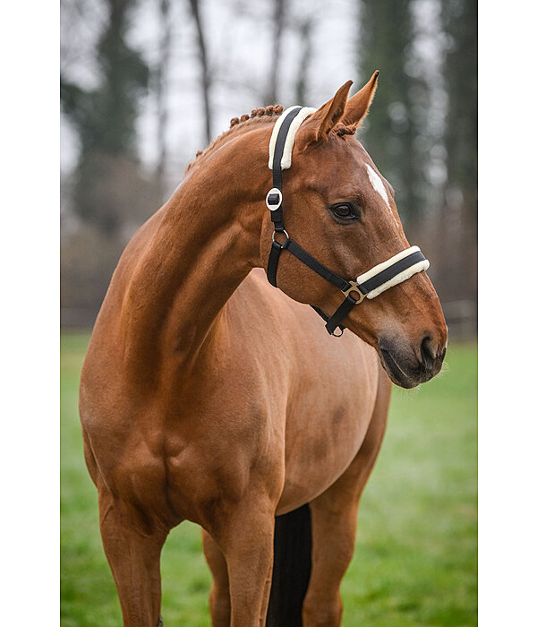 Headcollar Changeable