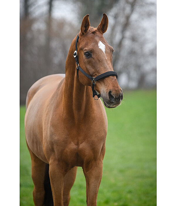 Headcollar Changeable