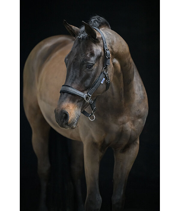 Headcollar Velvet Twinkle