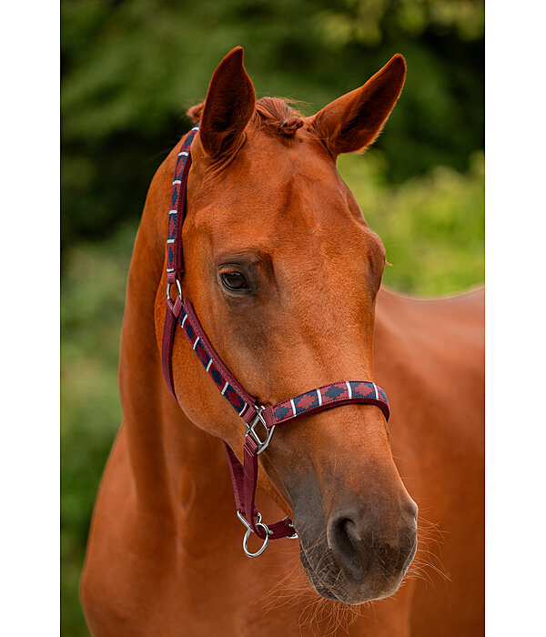 Headcollar Tricolour