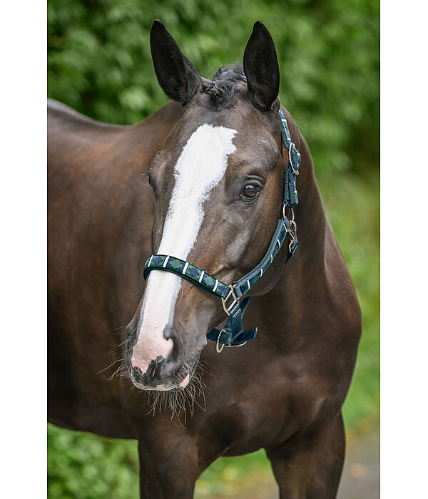 Headcollar Tricolour