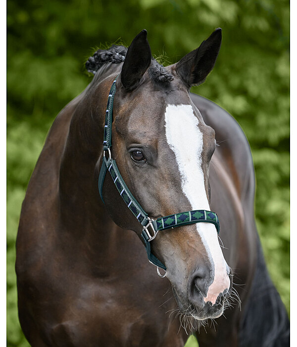 Headcollar Tricolour