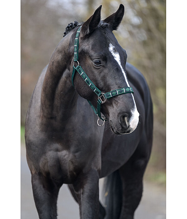 Headcollar Tricolour