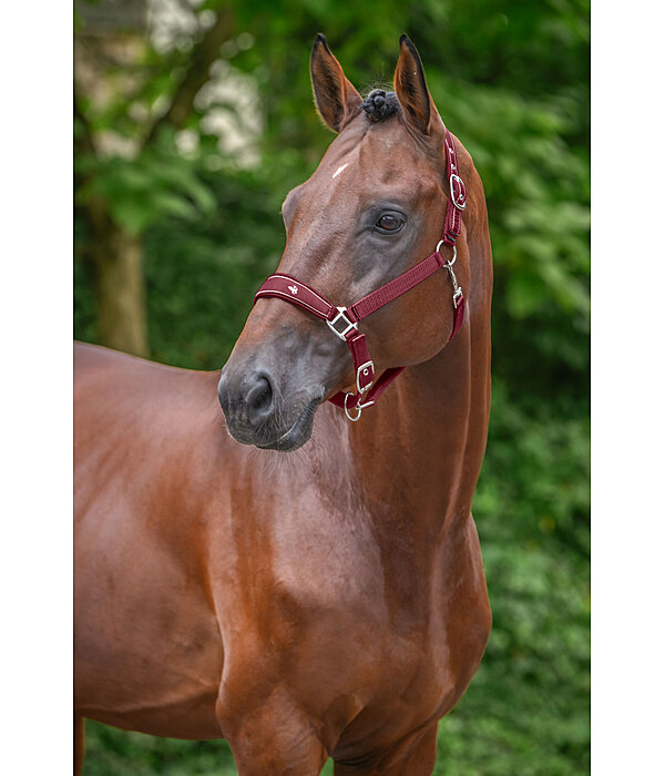 Headcollar Cloud