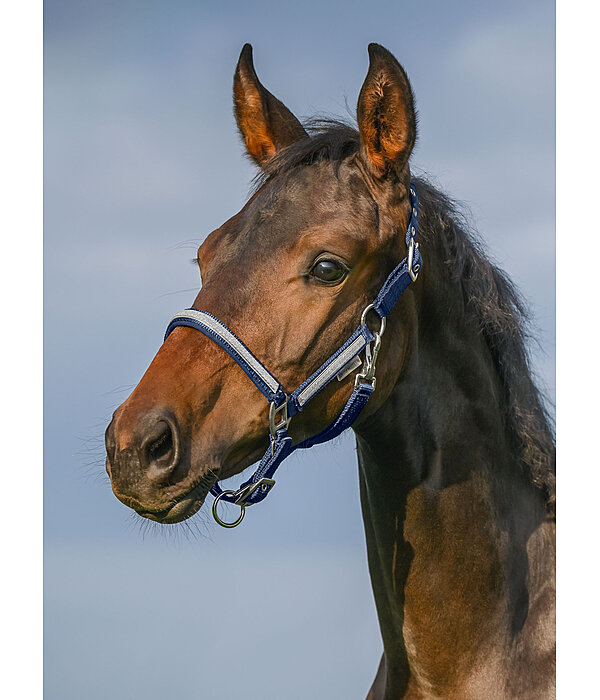 Foal- and Shetland Pony Headcollar Blaire