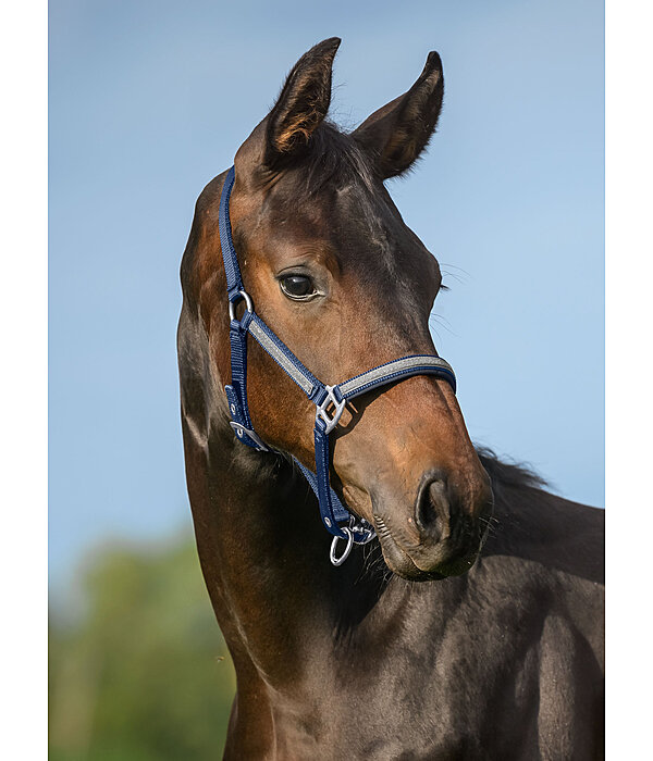 Foal- and Shetland Pony Headcollar Blaire