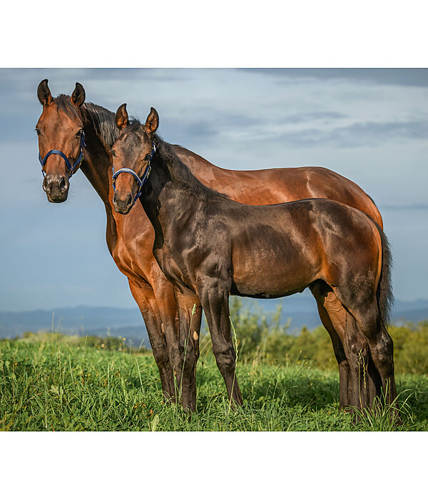 Foal- and Shetland Pony Headcollar Blaire