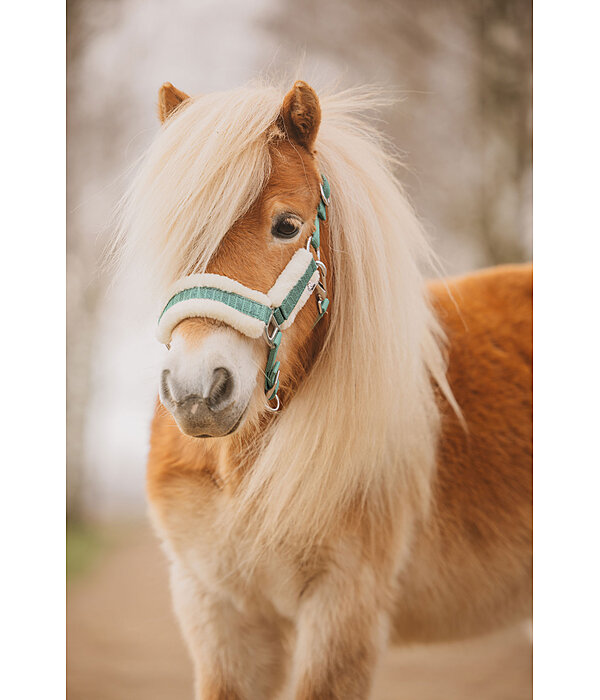 Foal and Shetland Pony Headcollar Shine