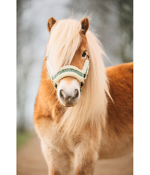 Foal and Shetland Pony Headcollar Shine