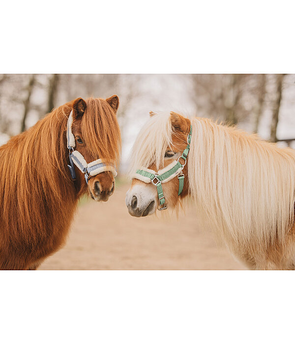 Foal and Shetland Pony Headcollar Shine