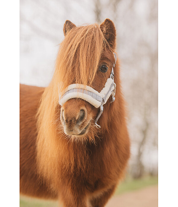 Foal and Shetland Pony Headcollar Shine