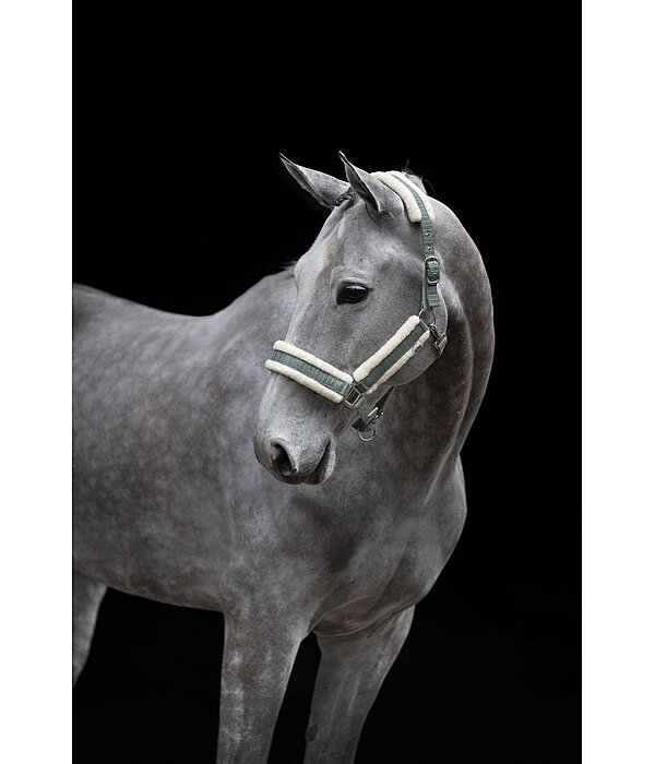 Headcollar Shine