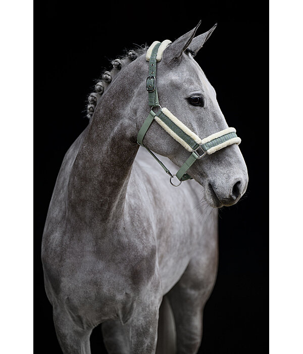 Headcollar Shine