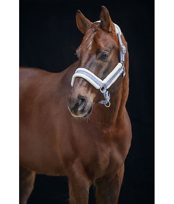 Headcollar Shine