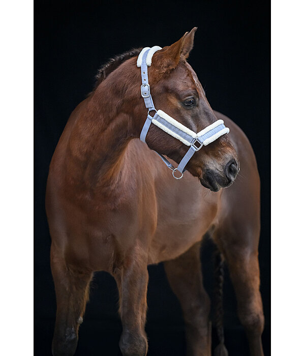 Headcollar Shine