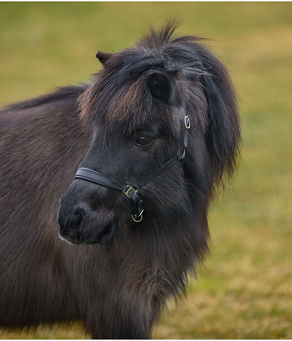 SHOWMASTER Foal and Shetland Pony Headcollar Siri