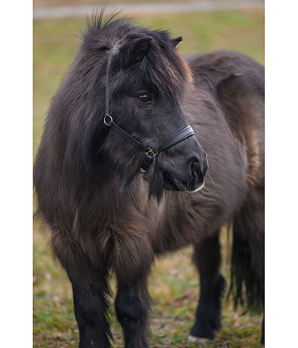 SHOWMASTER Foal and Shetland Pony Headcollar Siri