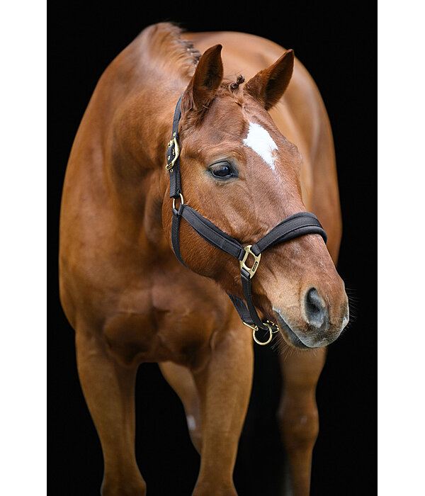 Headcollar Soft Velvet
