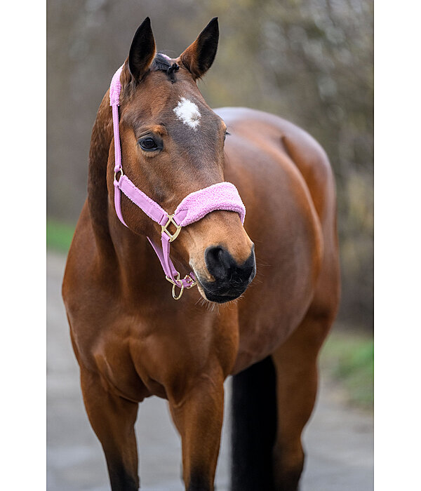 Teddy Fleece Headcollar