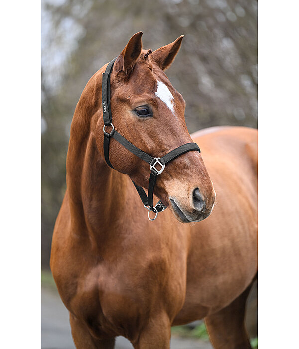 Safety Headcollar