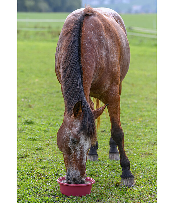 Mineral Lick Bowl Daily