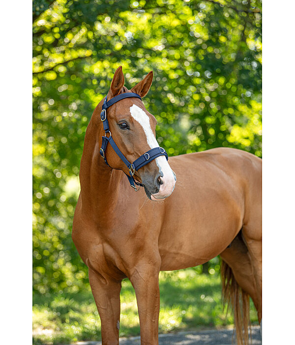 Lungeing Headcollar