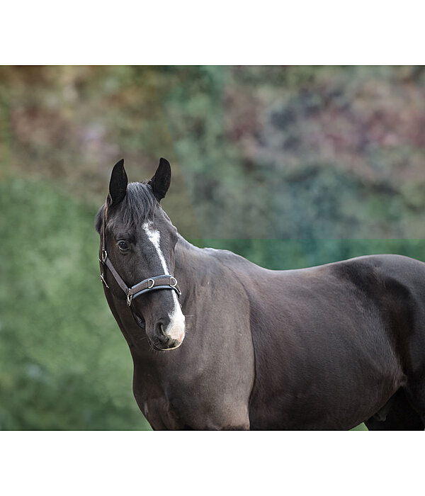 Lungeing Headcollar Freedom