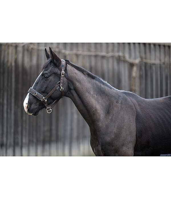 Lungeing Headcollar Freedom