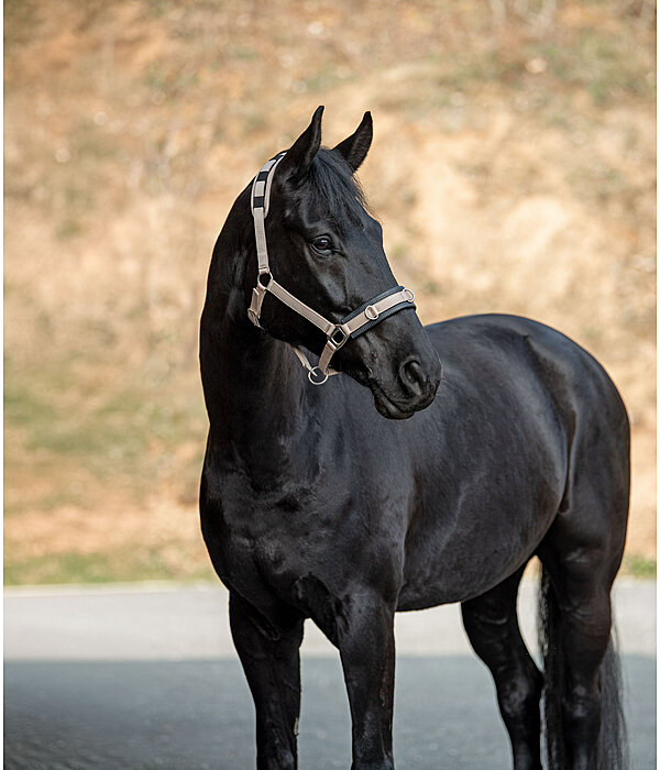 Lungeing Headcollar Freedom