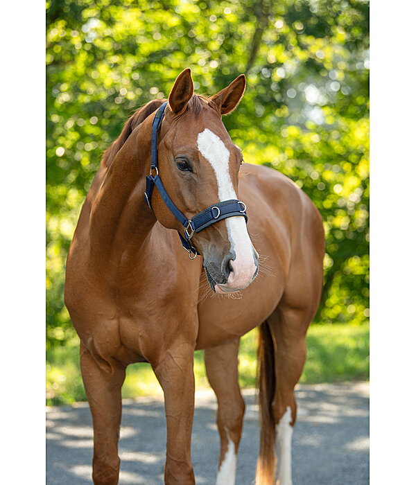 Lungeing Headcollar Freedom