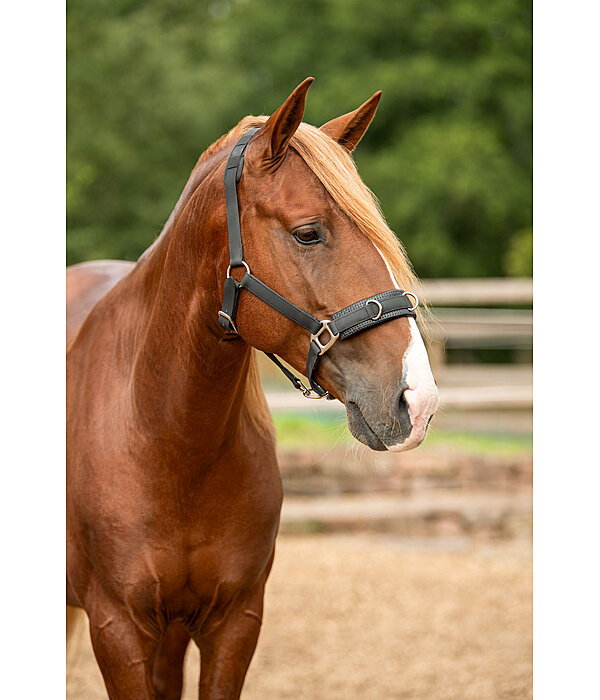 Lungeing Headcollar Solid