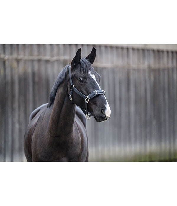 Lungeing Headcollar Solid