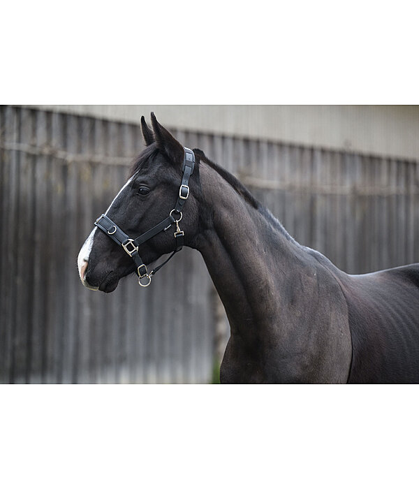 Lungeing Headcollar Solid