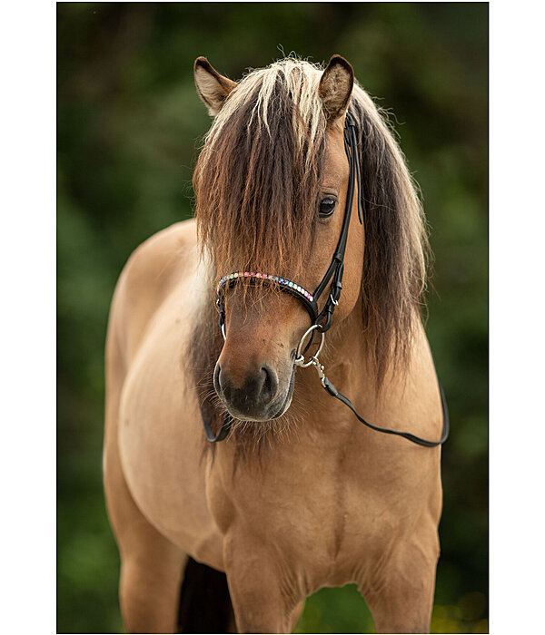 Flash Noseband Rainbow