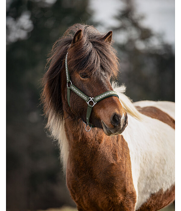 Headcollar Kngur