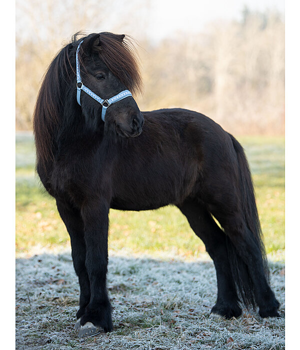 Headcollar Kngur