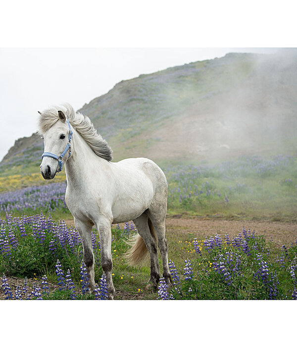 Headcollar Kngur