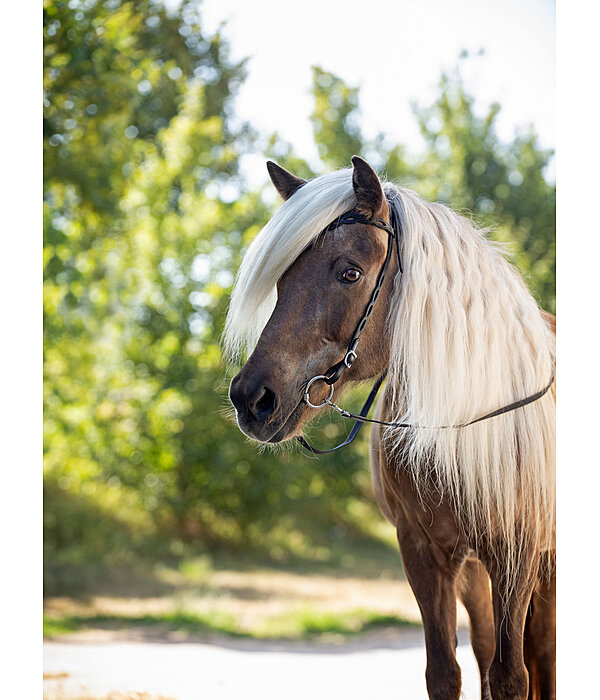 Iceland Headstall Roka